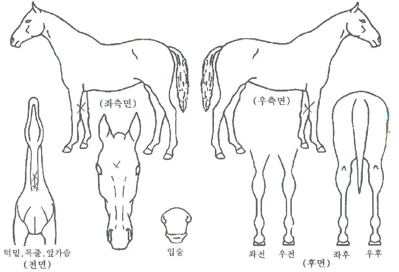 ¿ÀÈ£´ëÀ屺ÀÇ Ãø¸é,¿ì¸é,µÞ¸é,µÎ»ó,´Ù¸®ÀÇ Æ¯Â¡µµÇØ