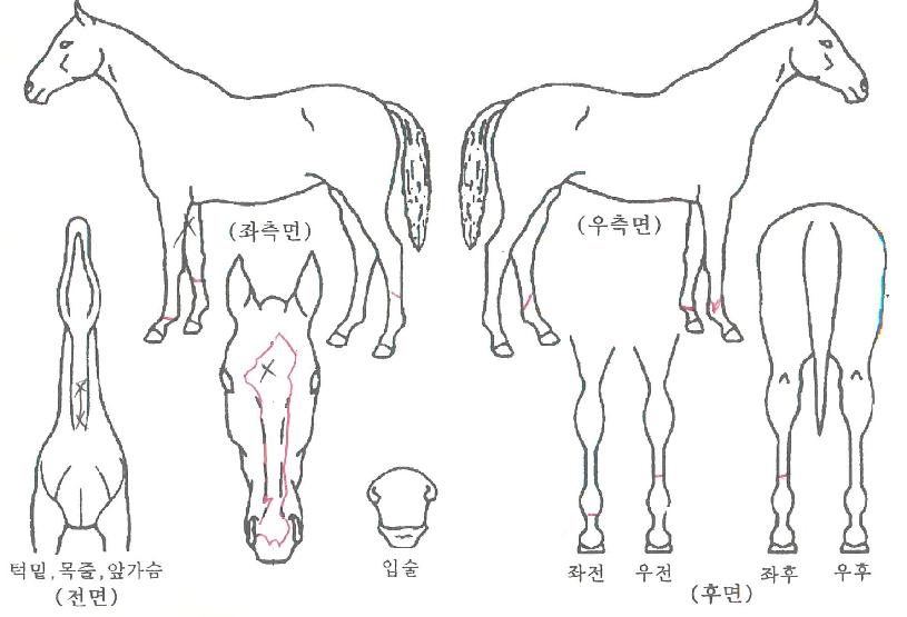 ¼Óº¸ÅÂÀÚÀÇ Ãø¸é,¿ì¸é,µÞ¸é,µÎ»ó,´Ù¸®ÀÇ Æ¯Â¡µµÇØ