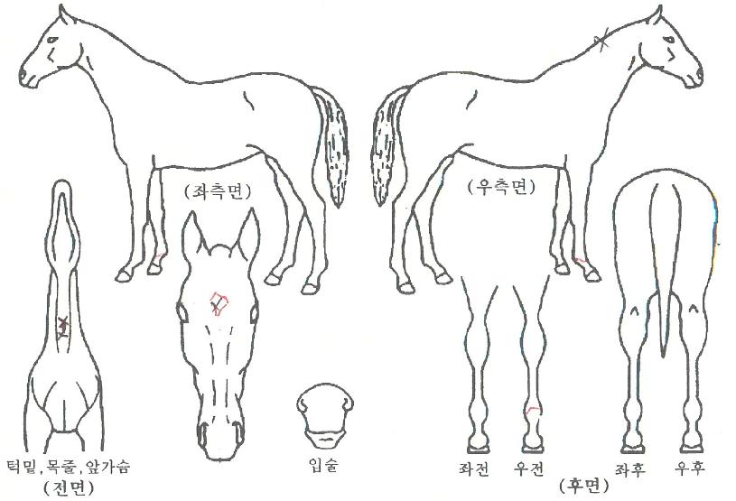 �����۽�Ʈ�� ����,���,�޸�,�λ�,�ٸ��� Ư¡����