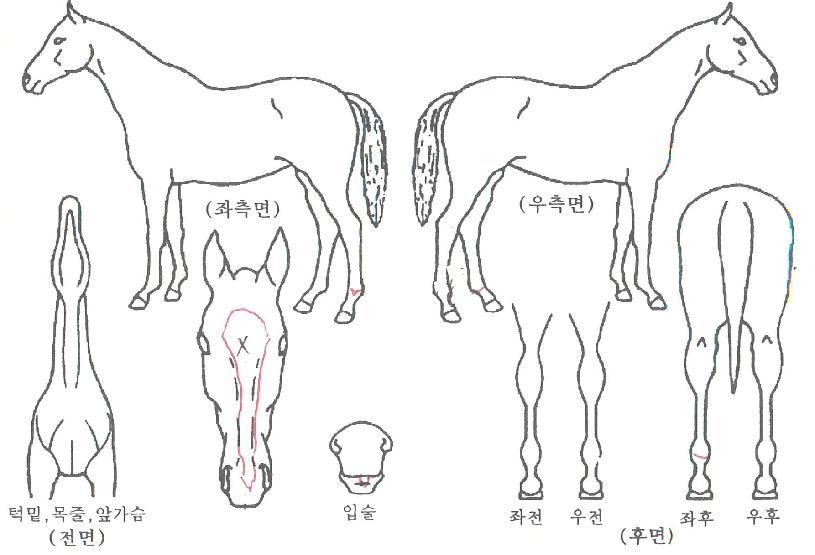 µÎ¸£°¡ÀÇ Ãø¸é,¿ì¸é,µÞ¸é,µÎ»ó,´Ù¸®ÀÇ Æ¯Â¡µµÇØ