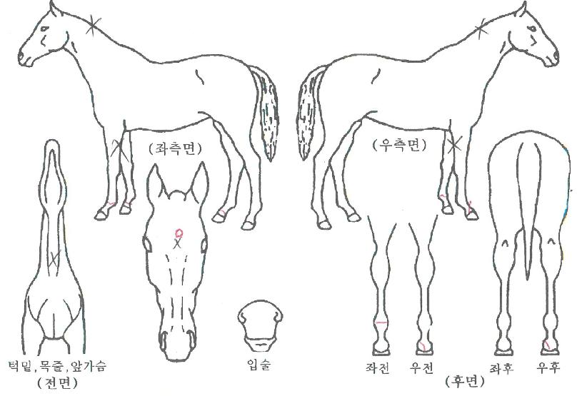 ��緺���� ����,���,�޸�,�λ�,�ٸ��� Ư¡����