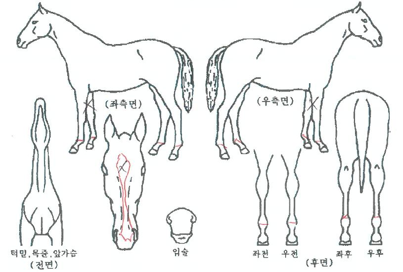 ¸Ó´ÏÆ®·¢ÀÇ Ãø¸é,¿ì¸é,µÞ¸é,µÎ»ó,´Ù¸®ÀÇ Æ¯Â¡µµÇØ