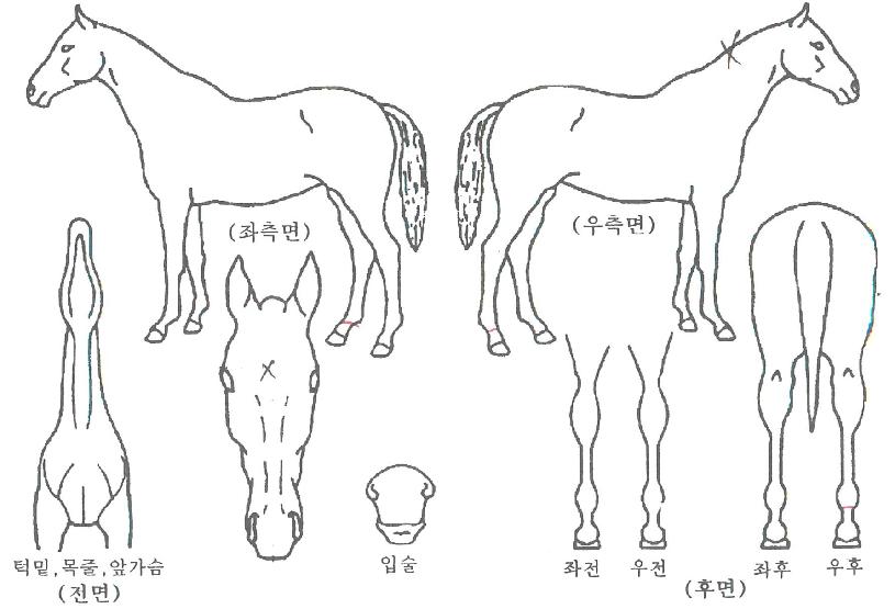 ºí·¢ÆÄÀÎÀÇ Ãø¸é,¿ì¸é,µÞ¸é,µÎ»ó,´Ù¸®ÀÇ Æ¯Â¡µµÇØ