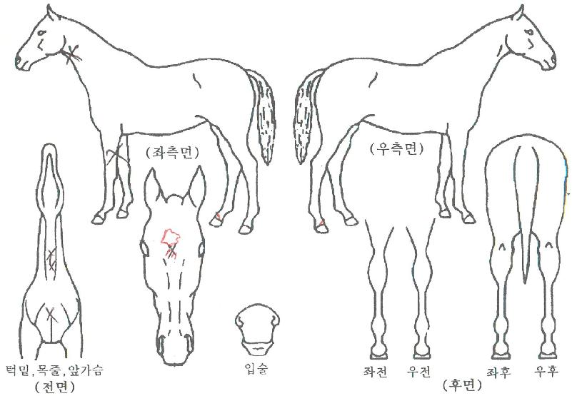 ��η��� ����,���,�޸�,�λ�,�ٸ��� Ư¡����