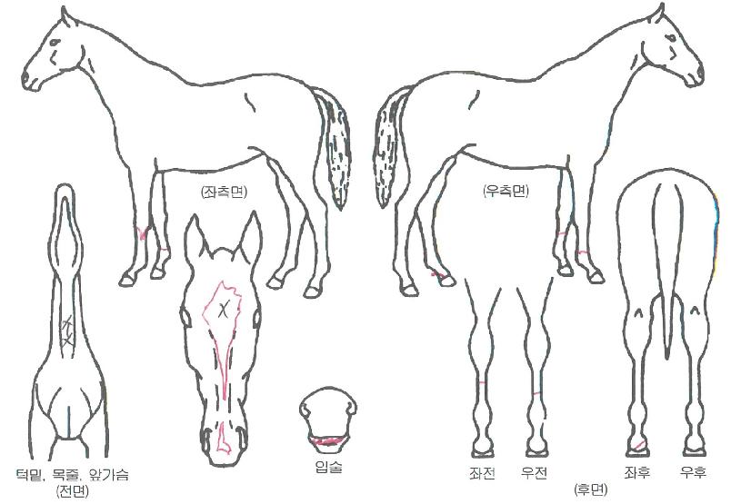 ÄÉÀ̼±ÀÇ Ãø¸é,¿ì¸é,µÞ¸é,µÎ»ó,´Ù¸®ÀÇ Æ¯Â¡µµÇØ