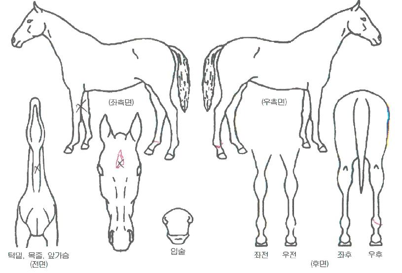 ¸Ó´ÏÄ·ÇÁÀÇ Ãø¸é,¿ì¸é,µÞ¸é,µÎ»ó,´Ù¸®ÀÇ Æ¯Â¡µµÇØ