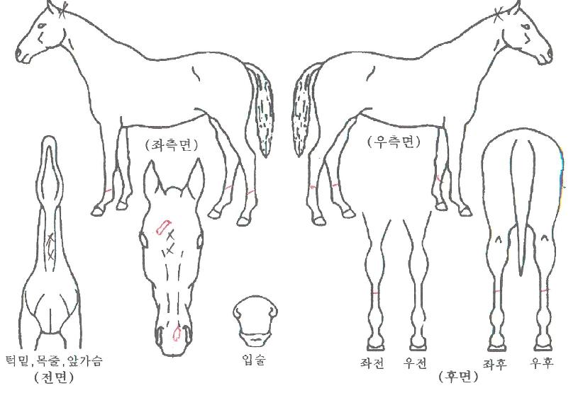 ·¯ºí¸®ÅʰíÀÇ Ãø¸é,¿ì¸é,µÞ¸é,µÎ»ó,´Ù¸®ÀÇ Æ¯Â¡µµÇØ