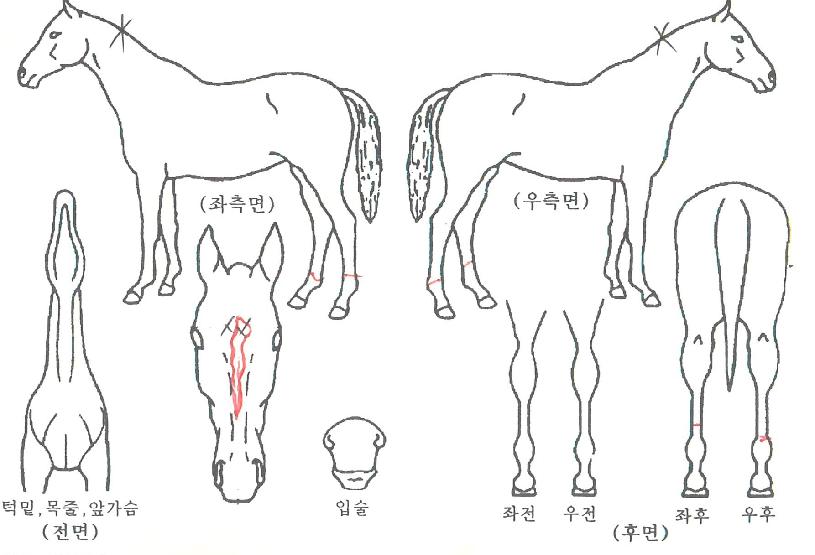 ÆÐ¸®½ÇưÀÚ¸¶ÀÇ Ãø¸é,¿ì¸é,µÞ¸é,µÎ»ó,´Ù¸®ÀÇ Æ¯Â¡µµÇØ