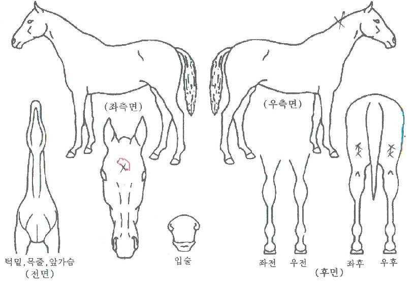 ������������ ����,���,�޸�,�λ�,�ٸ��� Ư¡����