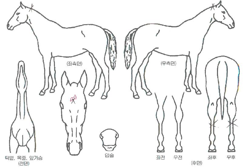 ���������� ����,���,�޸�,�λ�,�ٸ��� Ư¡����