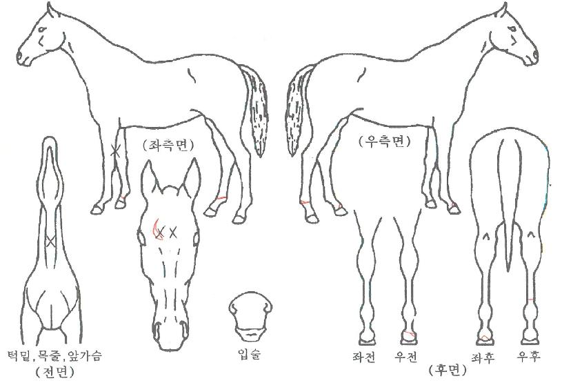 �׷������� ����,���,�޸�,�λ�,�ٸ��� Ư¡����