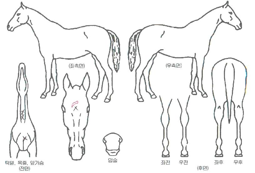 ¾ËÆÄ°ñµåÀÇ Ãø¸é,¿ì¸é,µÞ¸é,µÎ»ó,´Ù¸®ÀÇ Æ¯Â¡µµÇØ