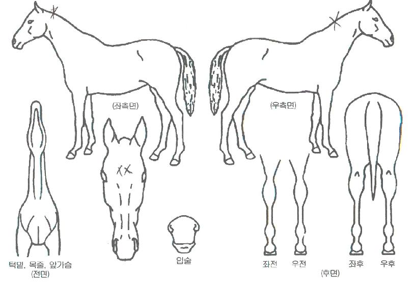 �ǽ������ ����,���,�޸�,�λ�,�ٸ��� Ư¡����