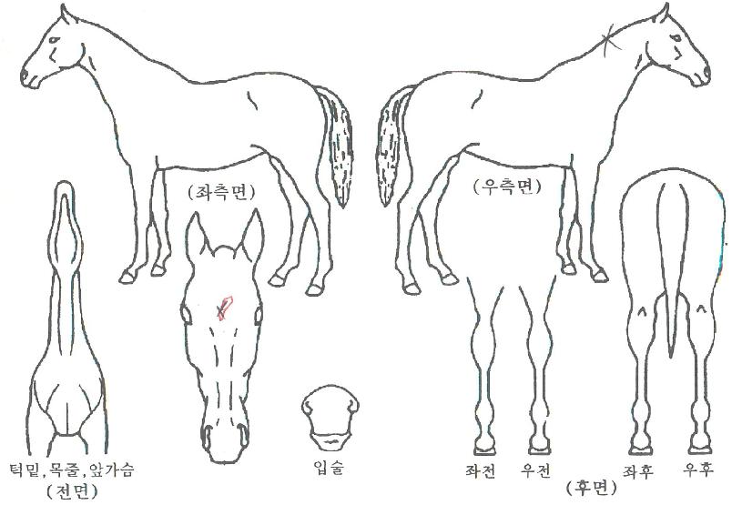 �ο��������� ����,���,�޸�,�λ�,�ٸ��� Ư¡����