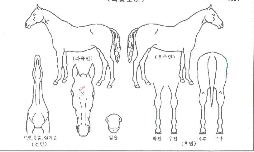 ½Åµ¹°ÝÀÇ Ãø¸é,¿ì¸é,µÞ¸é,µÎ»ó,´Ù¸®ÀÇ Æ¯Â¡µµÇØ