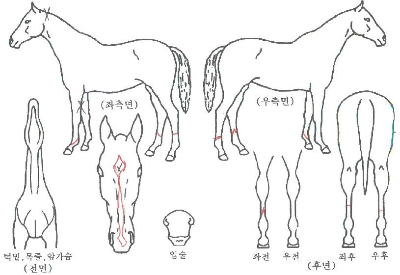 Å·¿¢½ºÇ÷ÎÀÕÀÇ Ãø¸é,¿ì¸é,µÞ¸é,µÎ»ó,´Ù¸®ÀÇ Æ¯Â¡µµÇØ