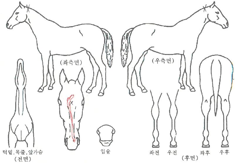 ĳ���������ڸ��� ����,���,�޸�,�λ�,�ٸ��� Ư¡����