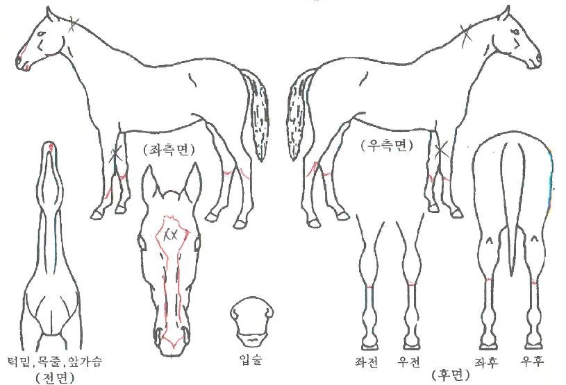 ¸¶¼º½ÅÈÀÇ Ãø¸é,¿ì¸é,µÞ¸é,µÎ»ó,´Ù¸®ÀÇ Æ¯Â¡µµÇØ