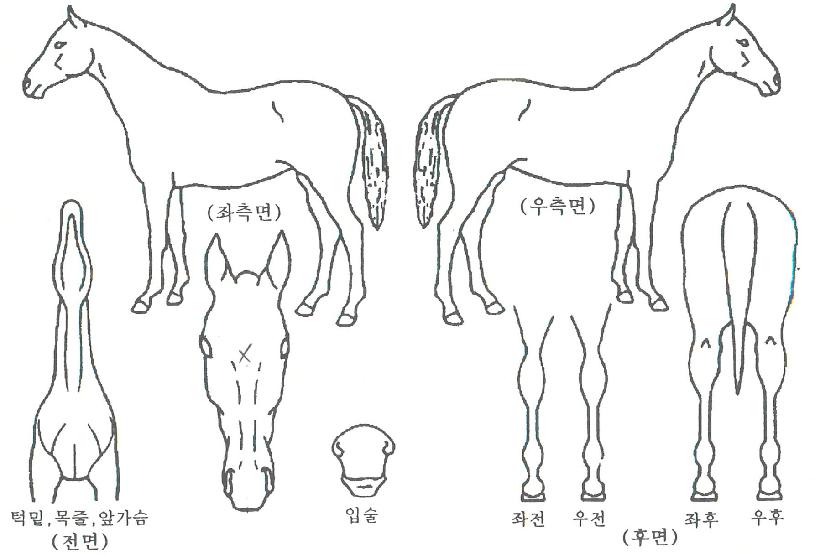 ¸·°ºÒÆÐÀÇ Ãø¸é,¿ì¸é,µÞ¸é,µÎ»ó,´Ù¸®ÀÇ Æ¯Â¡µµÇØ