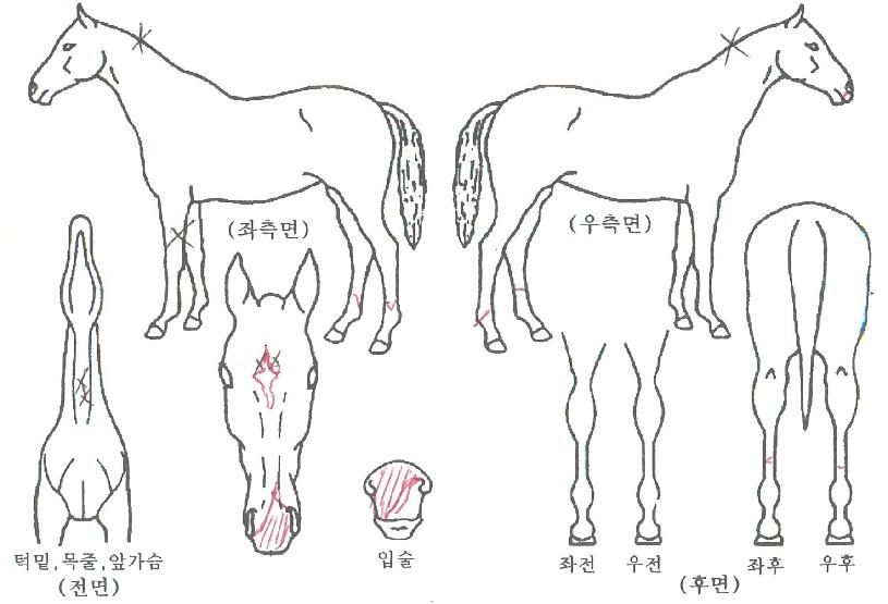 ¼±·¹ÀÌÀúÀÇ Ãø¸é,¿ì¸é,µÞ¸é,µÎ»ó,´Ù¸®ÀÇ Æ¯Â¡µµÇØ