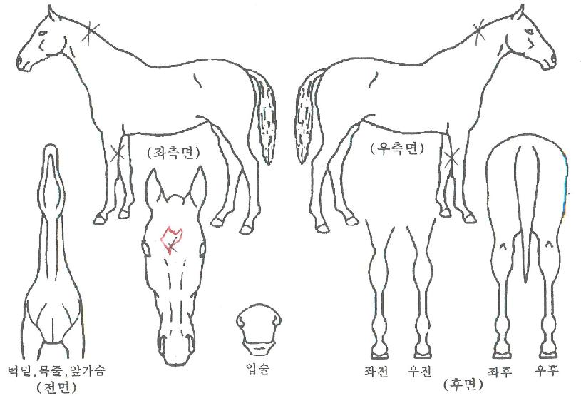 �Ŵ��ѿ����� ����,���,�޸�,�λ�,�ٸ��� Ư¡����