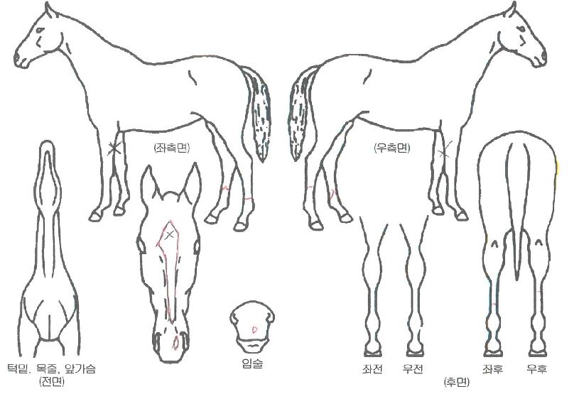 ��ι̸��� ����,���,�޸�,�λ�,�ٸ��� Ư¡����