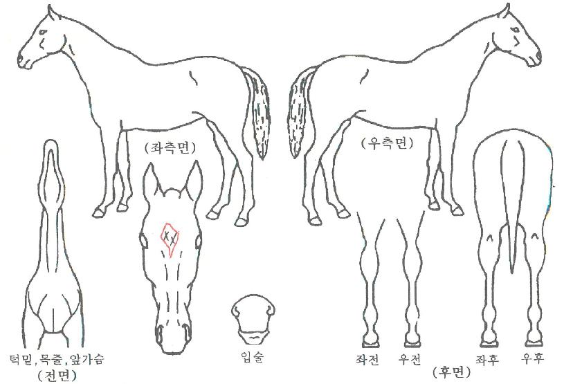 ·º¼ÕÁî·ÎÁîÀÚ¸¶ÀÇ Ãø¸é,¿ì¸é,µÞ¸é,µÎ»ó,´Ù¸®ÀÇ Æ¯Â¡µµÇØ