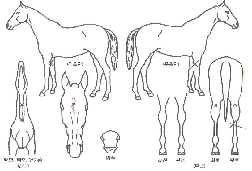 ������ ����,���,�޸�,�λ�,�ٸ��� Ư¡����