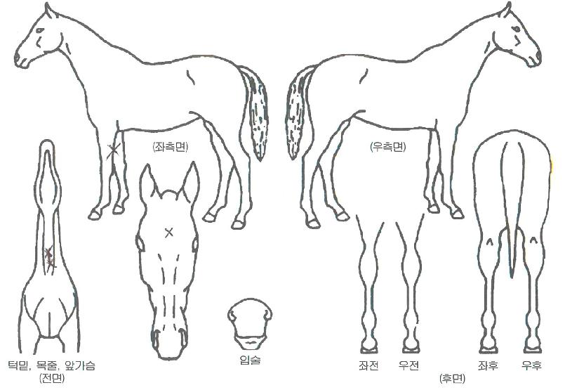 °ñµå·¹±×ÀÇ Ãø¸é,¿ì¸é,µÞ¸é,µÎ»ó,´Ù¸®ÀÇ Æ¯Â¡µµÇØ