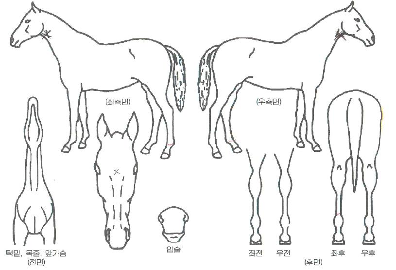 ���������� ����,���,�޸�,�λ�,�ٸ��� Ư¡����