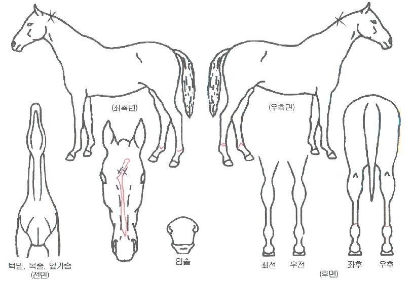 Çʶó´ÏÄÉÀÇ Ãø¸é,¿ì¸é,µÞ¸é,µÎ»ó,´Ù¸®ÀÇ Æ¯Â¡µµÇØ