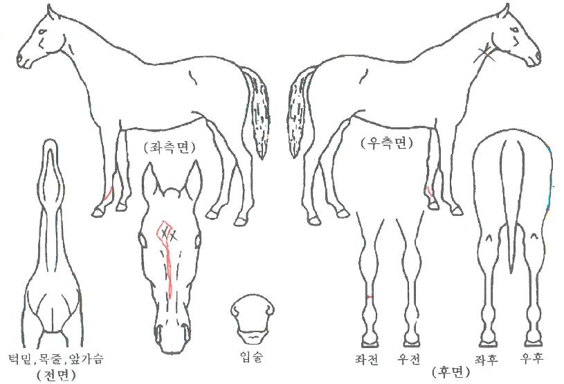 Å¥Çǵ巹À̵ðÀÇ Ãø¸é,¿ì¸é,µÞ¸é,µÎ»ó,´Ù¸®ÀÇ Æ¯Â¡µµÇØ