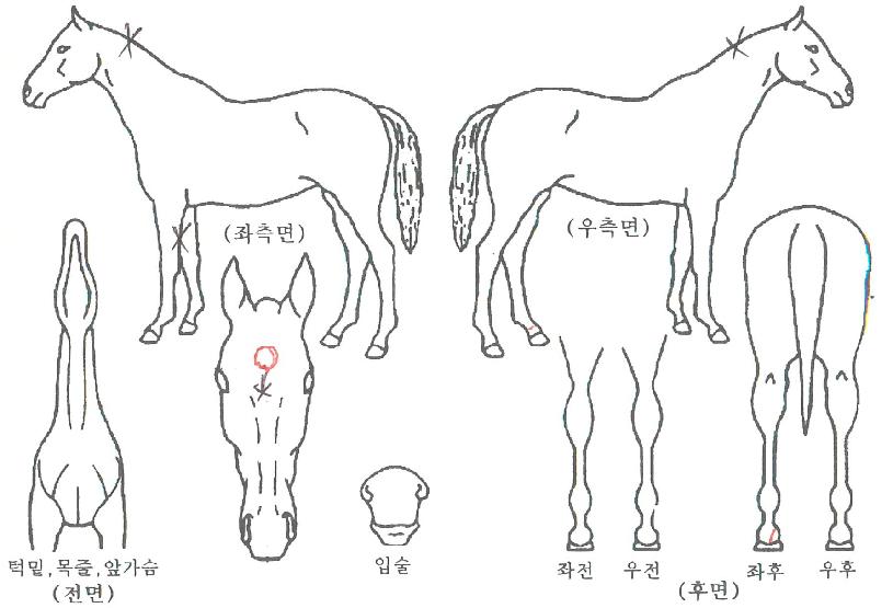 ´ÙÀ̾Ƹ®ºùÀÇ Ãø¸é,¿ì¸é,µÞ¸é,µÎ»ó,´Ù¸®ÀÇ Æ¯Â¡µµÇØ