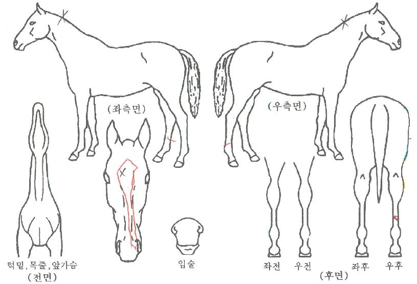 ����ŷ�� ����,���,�޸�,�λ�,�ٸ��� Ư¡����