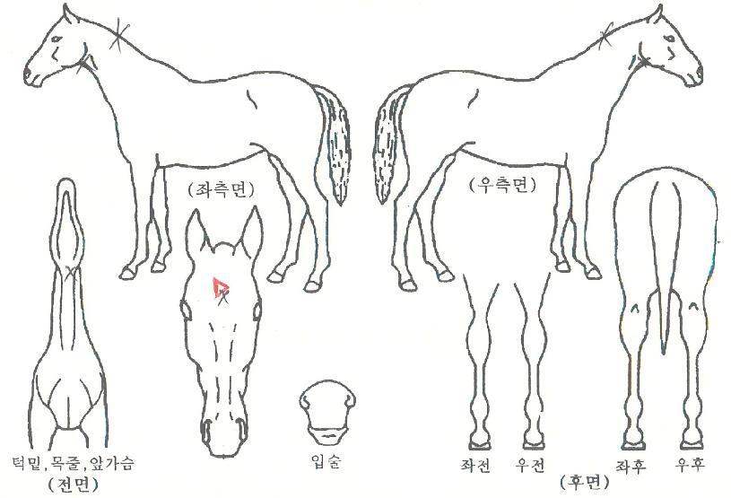 ¼±»þÀκ¼Æ®ÀÇ Ãø¸é,¿ì¸é,µÞ¸é,µÎ»ó,´Ù¸®ÀÇ Æ¯Â¡µµÇØ