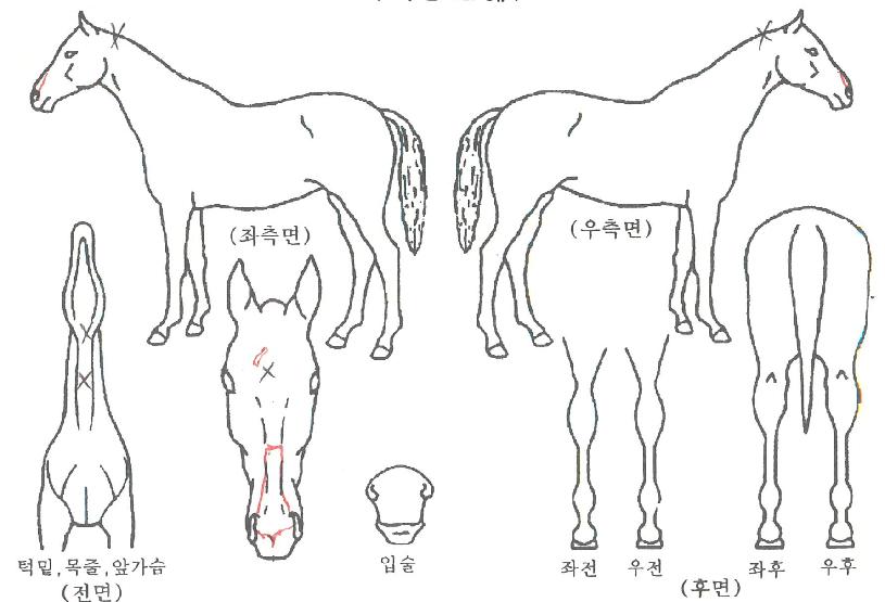 ÇѶó¿ëÀåÀÚ¸¶ÀÇ Ãø¸é,¿ì¸é,µÞ¸é,µÎ»ó,´Ù¸®ÀÇ Æ¯Â¡µµÇØ