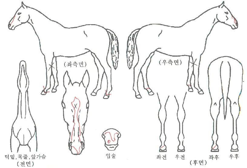 õ¿µÀÇ Ãø¸é,¿ì¸é,µÞ¸é,µÎ»ó,´Ù¸®ÀÇ Æ¯Â¡µµÇØ