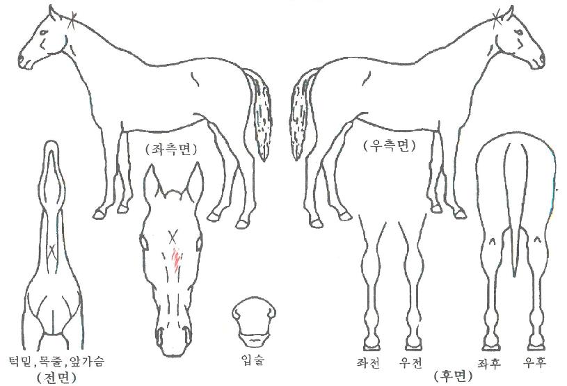 Ä¿¹Ö¾î°ÔÀÎÀÇ Ãø¸é,¿ì¸é,µÞ¸é,µÎ»ó,´Ù¸®ÀÇ Æ¯Â¡µµÇØ