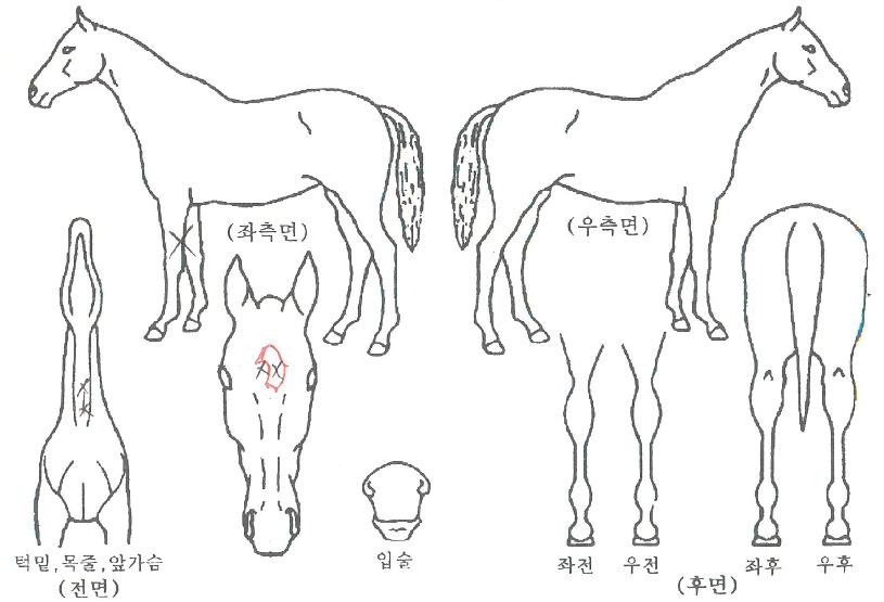 ÇѼº¸ÇÀÇ Ãø¸é,¿ì¸é,µÞ¸é,µÎ»ó,´Ù¸®ÀÇ Æ¯Â¡µµÇØ
