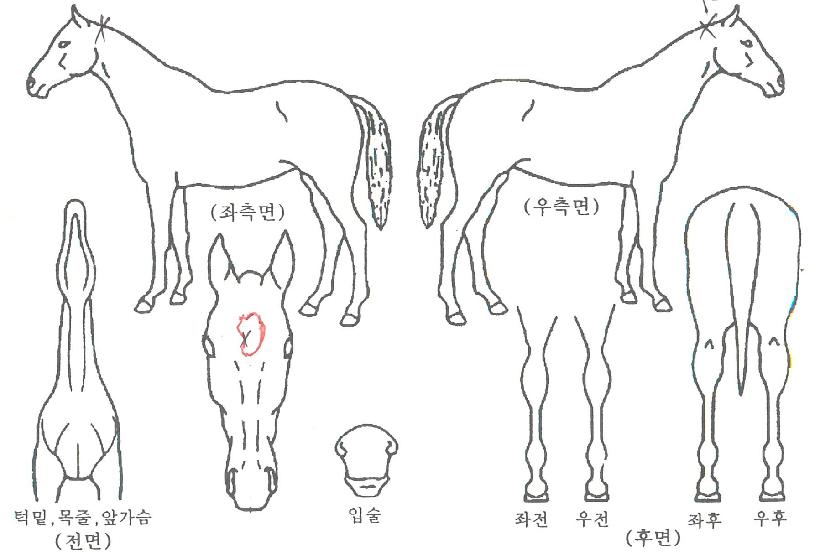 ¶óÀÌ¡¾î°ÔÀÎÀÇ Ãø¸é,¿ì¸é,µÞ¸é,µÎ»ó,´Ù¸®ÀÇ Æ¯Â¡µµÇØ