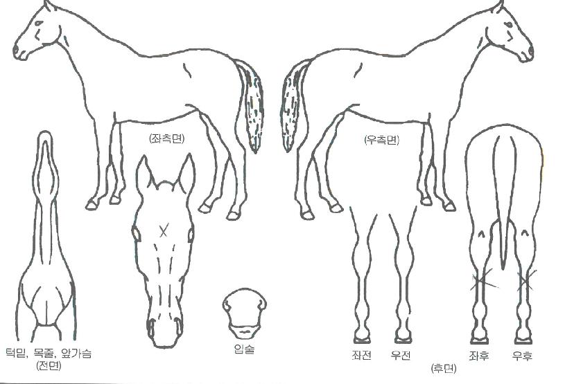 ������� ����,���,�޸�,�λ�,�ٸ��� Ư¡����