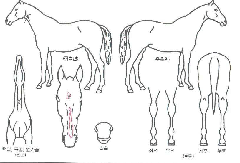 ����è���� ����,���,�޸�,�λ�,�ٸ��� Ư¡����