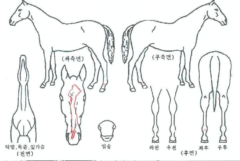 ÄÉÀÌÅ·ÀÇ Ãø¸é,¿ì¸é,µÞ¸é,µÎ»ó,´Ù¸®ÀÇ Æ¯Â¡µµÇØ