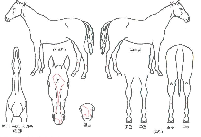 ��ġ�������Ʈ�ڸ��� ����,���,�޸�,�λ�,�ٸ��� Ư¡����