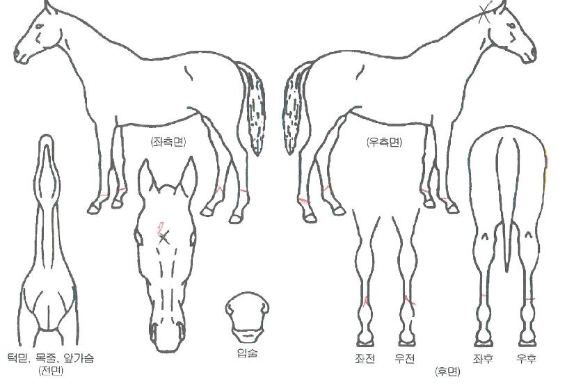 Ȳ±Ý¼ö·¹ÀÇ Ãø¸é,¿ì¸é,µÞ¸é,µÎ»ó,´Ù¸®ÀÇ Æ¯Â¡µµÇØ