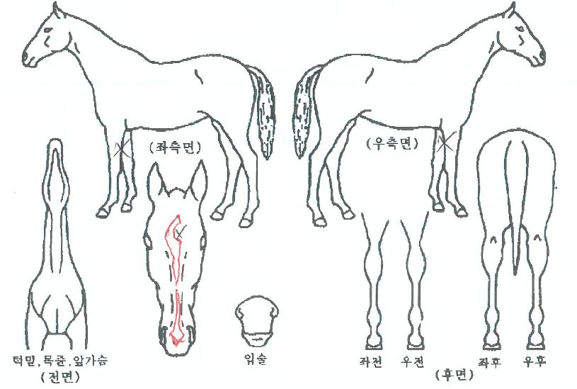 ��Ÿ�Ŀ��� ����,���,�޸�,�λ�,�ٸ��� Ư¡����