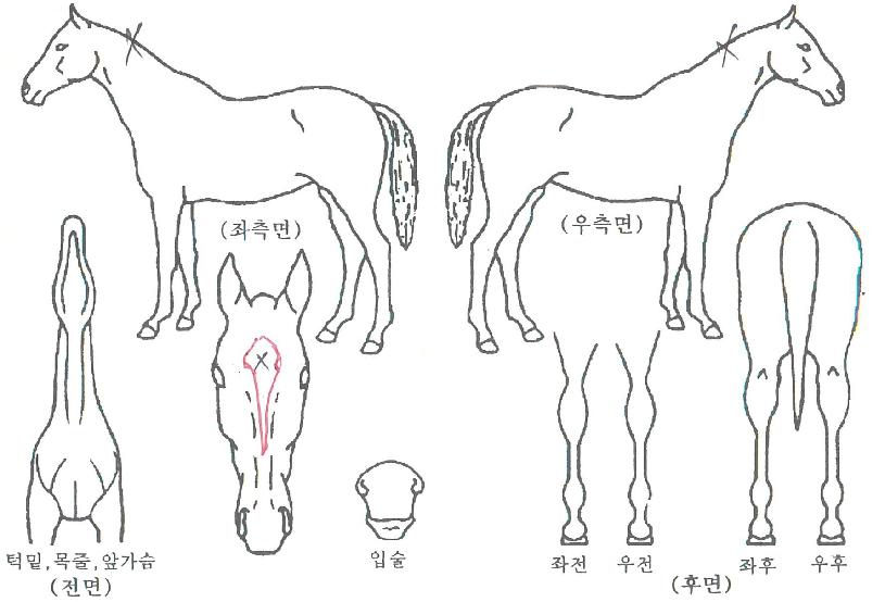 ¸Ó½Ã¸ÅÅͽºÀÚ¸¶ÀÇ Ãø¸é,¿ì¸é,µÞ¸é,µÎ»ó,´Ù¸®ÀÇ Æ¯Â¡µµÇØ