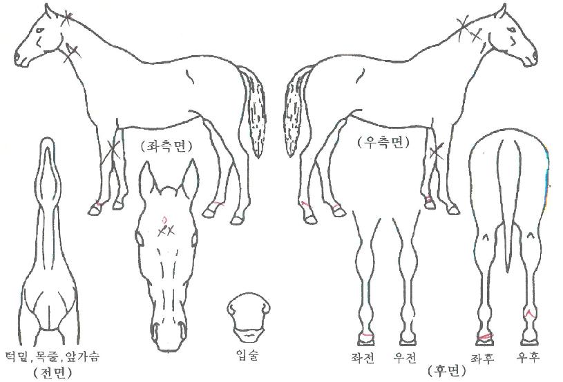 ³Ê´Â³»¿î¸íÀÇ Ãø¸é,¿ì¸é,µÞ¸é,µÎ»ó,´Ù¸®ÀÇ Æ¯Â¡µµÇØ
