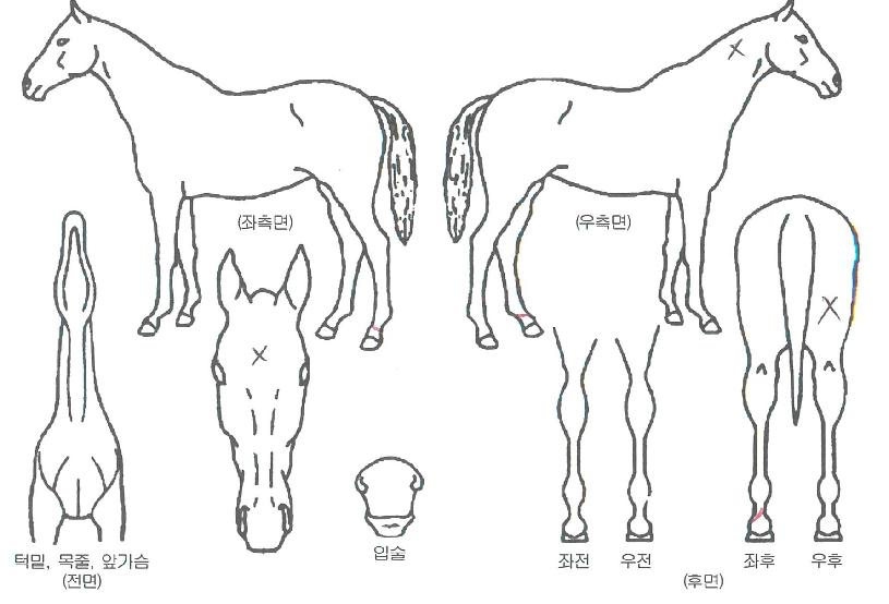 Àü»çÀÇÈÄ¿¹ÀÇ Ãø¸é,¿ì¸é,µÞ¸é,µÎ»ó,´Ù¸®ÀÇ Æ¯Â¡µµÇØ