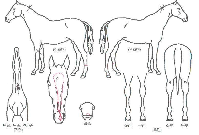 ¿À´Ãµµ½Â¸®ÀÇ Ãø¸é,¿ì¸é,µÞ¸é,µÎ»ó,´Ù¸®ÀÇ Æ¯Â¡µµÇØ